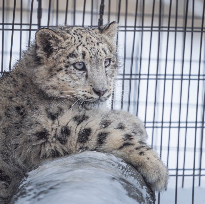 ユキヒョウ の評価や評判 感想など みんなの反応を1日ごとにまとめて紹介 ついラン