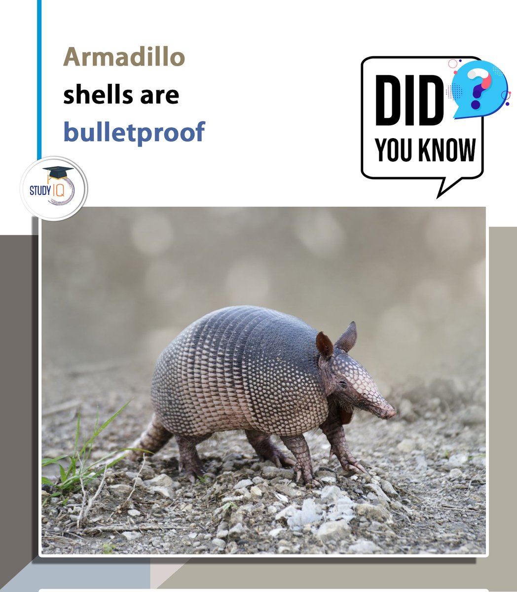upsciq's tweet photo. #didyouknow #armadilo #shell #bulletproff https://t.co/uNcPGVsJoW