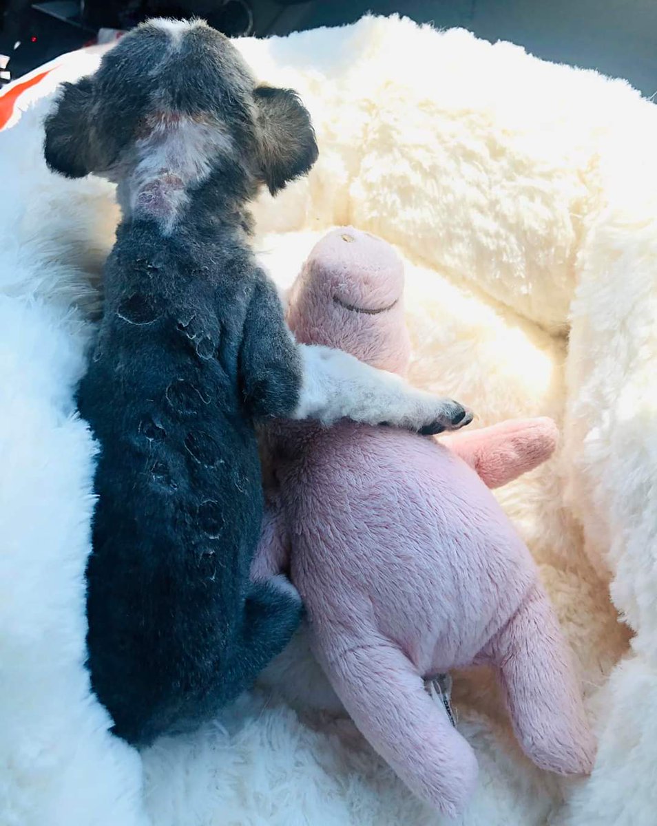 Sadies Stray Dog Rescue tweet media