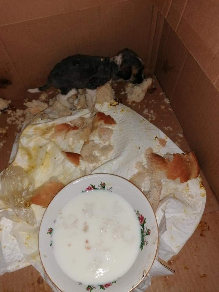 sadiesstrays's tweet photo. Words can't really sum up how angry we were when we found her. 

She had been shaved, we can only imagine that she was full with maggots and someone had shaved her (to help her) but then what? They got bored? They got scared by her ear full of maggots and so they dumped her?? https://t.co/K4qIzMlUwf