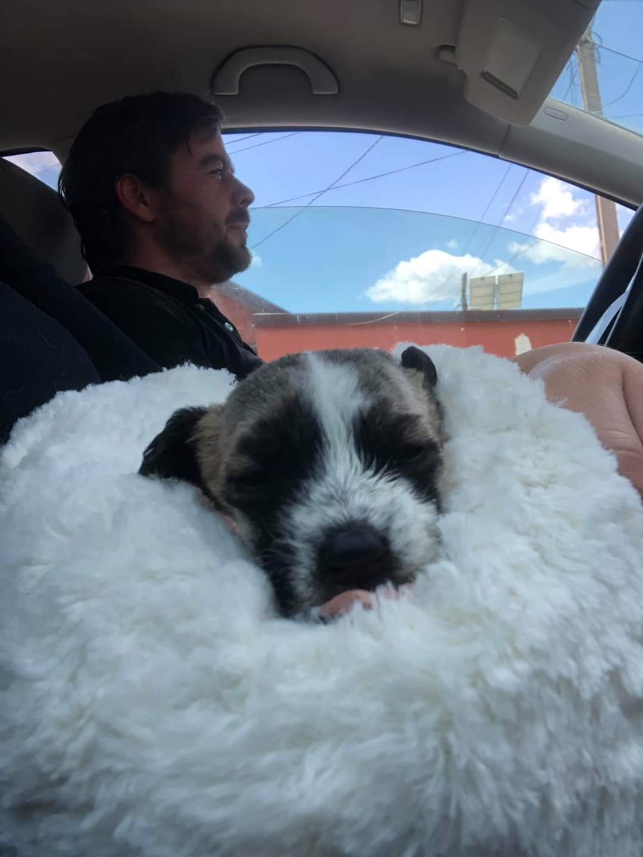 Sadies Stray Dog Rescue tweet media