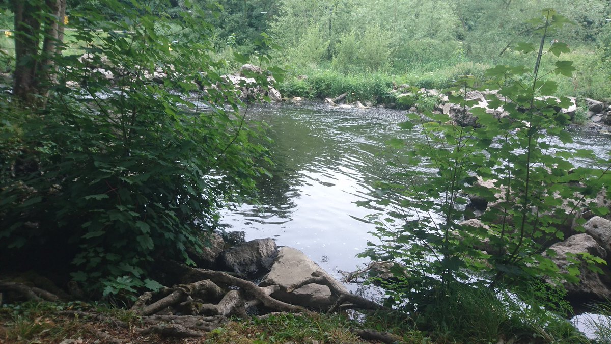 The Liffey here in Lucan. I think we can often fail to appreciate just how beautiful the scenery on our doorstep can be.
