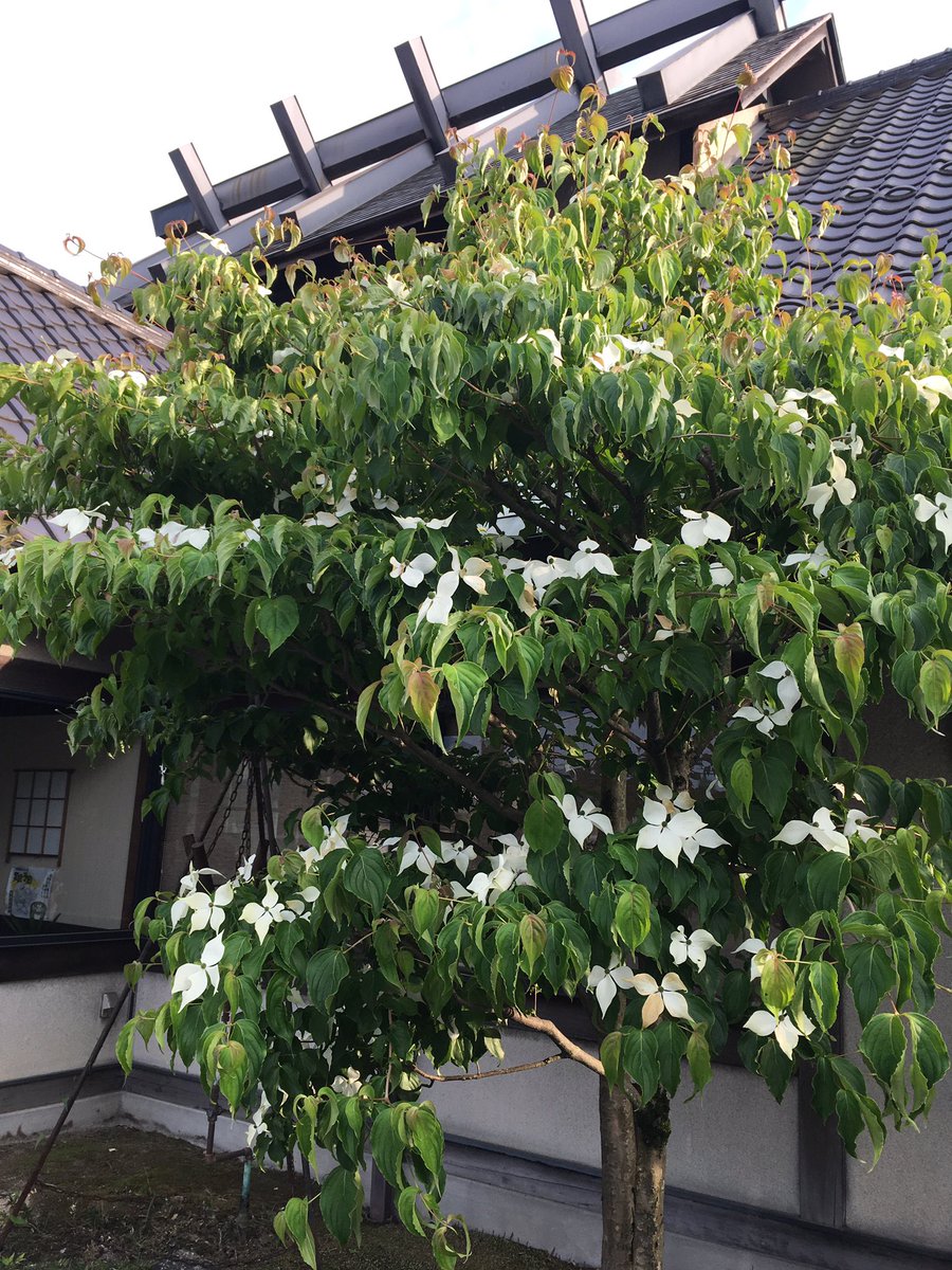 ひろっち No Twitter 純白の花びらのように見える部分は 実は苞葉 ほうよう という花のまわりにある葉が変形したもの その純白の苞葉 の中心にある 小さな球体が本当の花なのです 花言葉は 友情 です 山法師 ヤマボウシ ヤマグルマ ミズキ科 梅雨時に咲く花 ひろっち No Twitter 純白の花びらのように見える部分は 実は苞葉 ほうよう という花のまわりにある葉が変形したもの その純白の苞葉 の中心にある 小さな球体が本当の花なのです 花言葉は 友情 です 山法師 ヤマボウシ ヤマグルマ ミズキ科 梅雨時に咲く花
