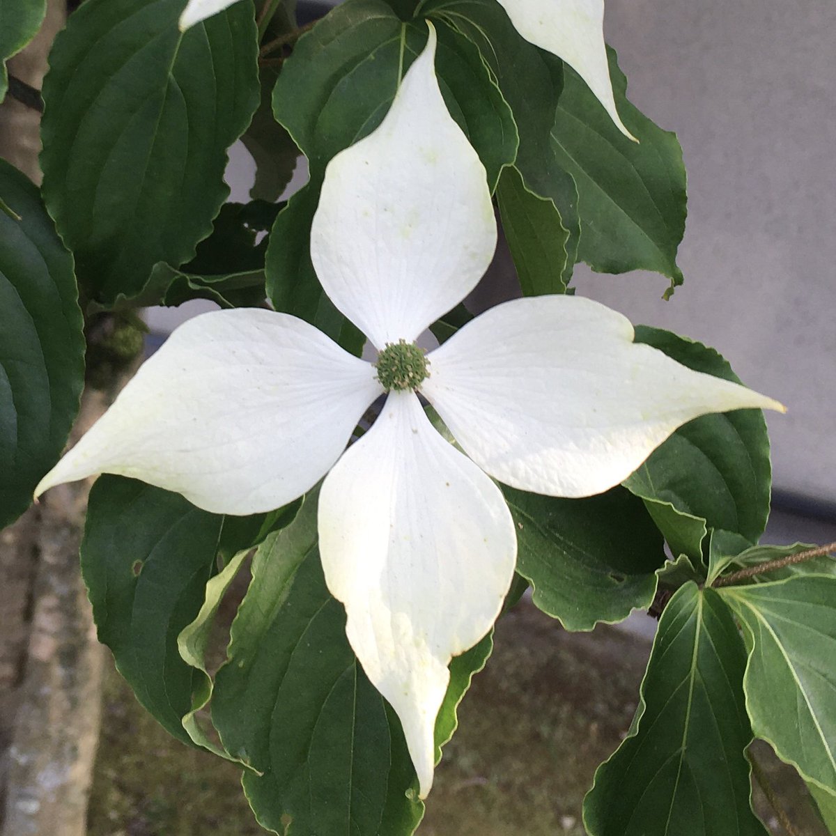 ひろっち No Twitter 純白の花びらのように見える部分は 実は苞葉 ほうよう という花のまわりにある葉が変形したもの その純白の苞葉 の中心にある 小さな球体が本当の花なのです 花言葉は 友情 です 山法師 ヤマボウシ ヤマグルマ ミズキ科 梅雨時に咲く花 ひろっち No Twitter 純白の花びらのように見える部分は 実は苞葉 ほうよう という花のまわりにある葉が変形したもの その純白の苞葉 の中心にある 小さな球体が本当の花なのです 花言葉は 友情 です 山法師 ヤマボウシ ヤマグルマ ミズキ科 梅雨時に咲く花