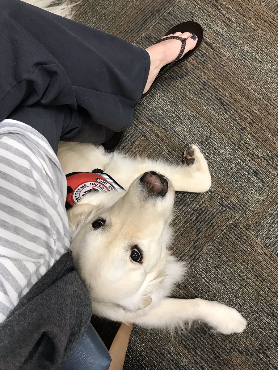 1/ A BIG problem are ppl who bring pets or emotional support animals (ESAs) into public saying they are SDs. This dog growled, barked, & tried to attack me at a Drs office. I was tucked but Mom moved me to a safer place.  #dontvestapet  #justdont  #fakeservicedog