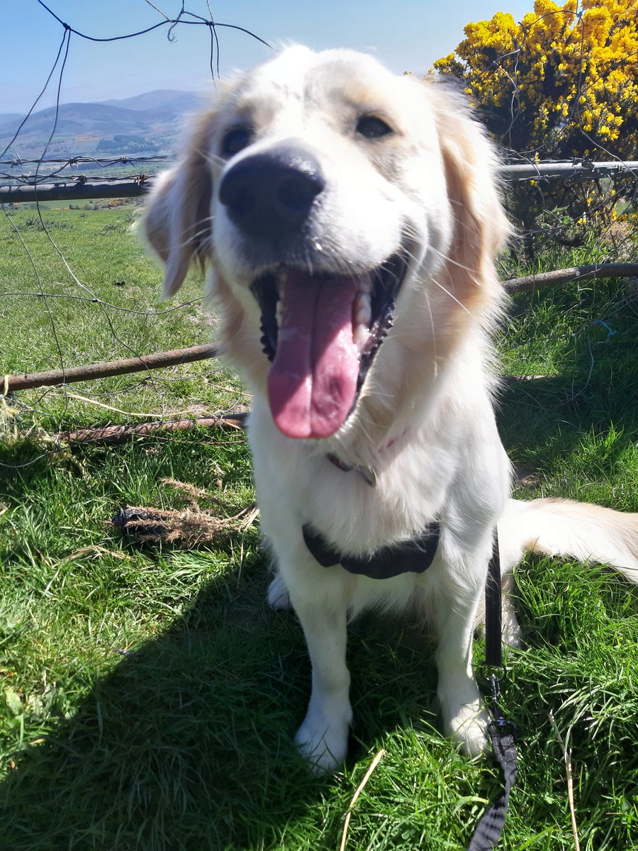 Sinead_Barrett's tweet photo. @GoldretrieverUS @halesbale @MaineGolden Penny enjoying her walk on #tonguesouttuesday #grc https://t.co/7AggbubLPf