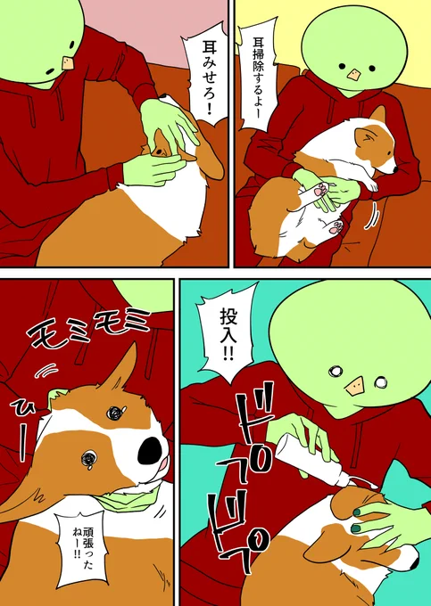 コーギーの耳掃除! 