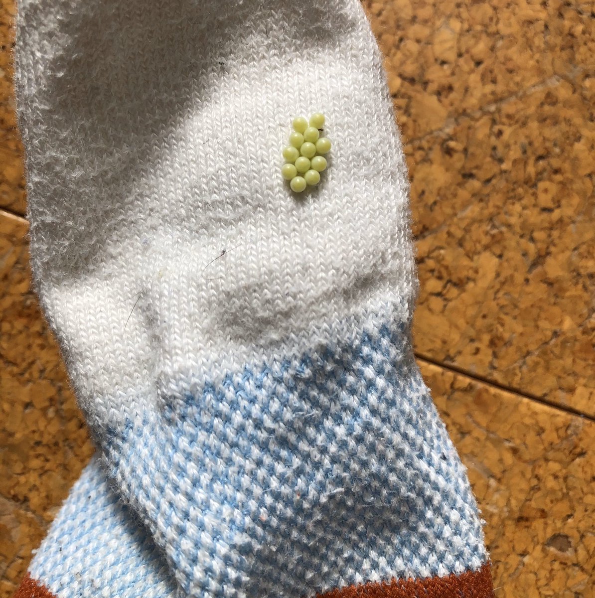 斉藤次郎 取り込んだ靴下にカメムシの卵