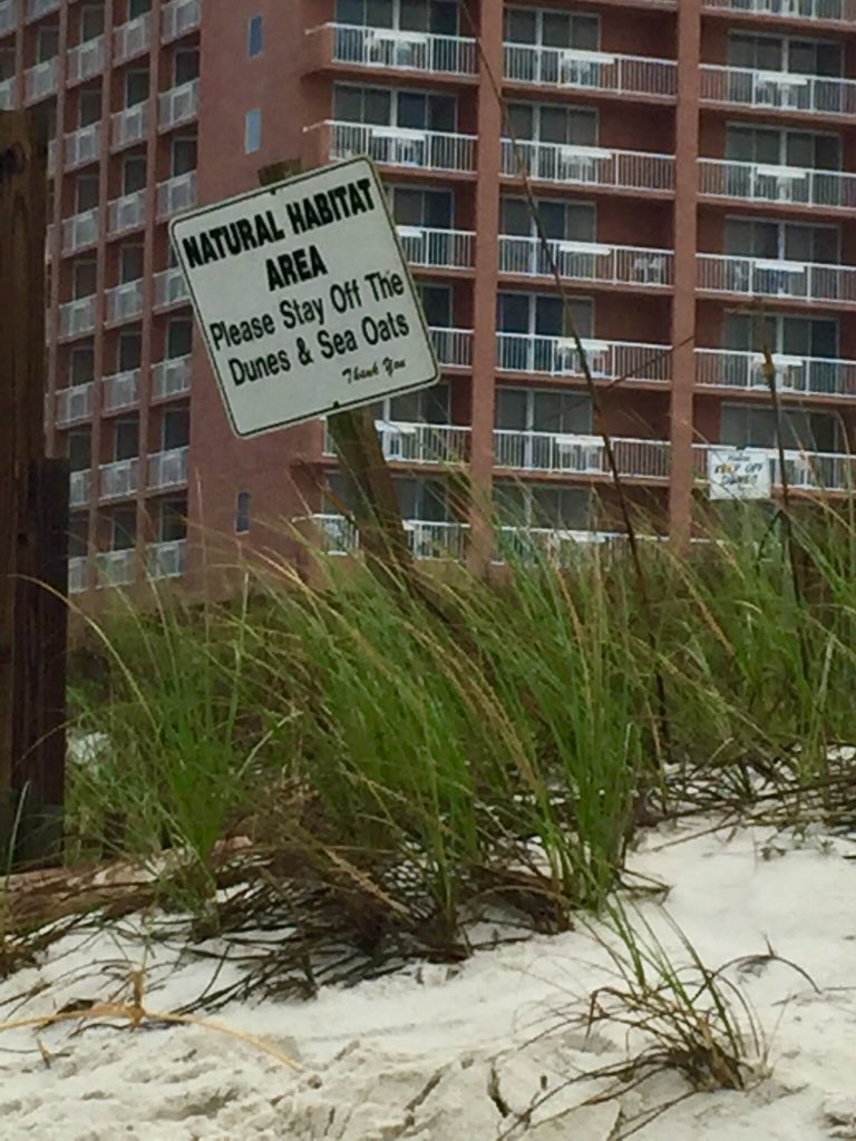kbuzbee1's tweet photo. There’s a reason to protect the dunes. They really do help with over 4 feet of erosion from #Cristobal Beautiful Tuesday morning around #AlabamaPoint #ALWx @spann https://t.co/GRtDj4APxr