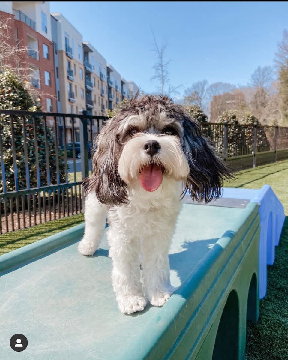 LiveInspireNC's tweet photo. It's #TONGUEOUTTUESDAY. Today's the perfect day to take you furry friends to our stunning dog park!!
#weloveourpetresidents
#cltdogs
#luxuryapartments
#charlotteliving
#furryfriends
@milliemoo.the.cavapoo https://t.co/FfIRpEwRjP