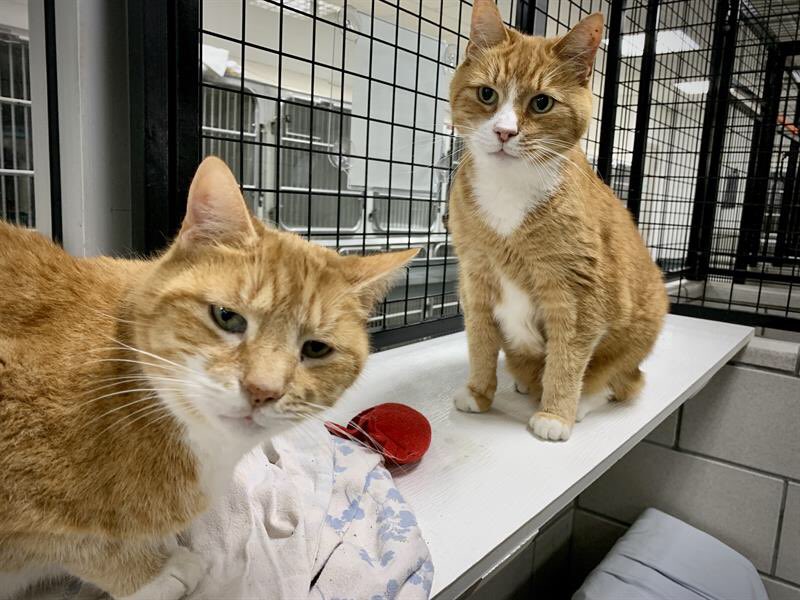 ARLBostonRescue's tweet photo. Double the love 💕 🐱 

14-year-young Jared &amp; Jester came to us when their owner sadly passed away. They love each other very much, and snuggle up together often. Please call our #Boston location at 617-426-9170 x305 to meet these two. #CatsOfTwitter https://t.co/JfpSjxChIs