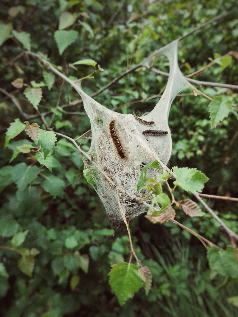  #ShutterScares #3I found a strange cocoon. There’s something inside. Slithering. Growing. It whispers for food. Insects. Small animals.Today it wants something bigger. I’m returning now, cradling its next meal. I don’t think I would‘ve been a good parent anyway.  @ysvyri