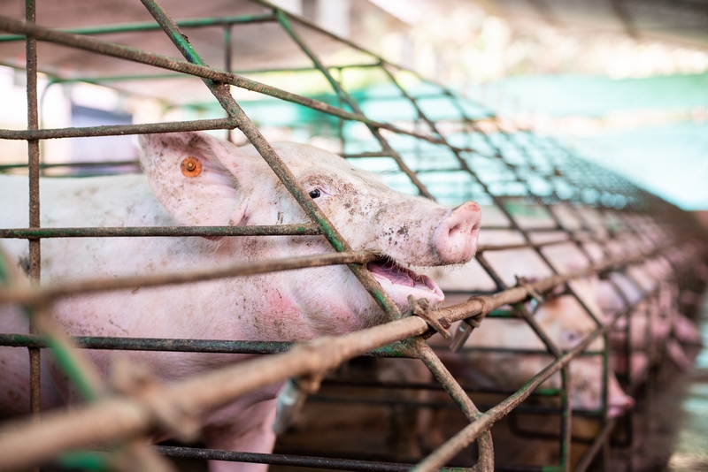 Hearings for Bill 156, AKA the ag gag law, are taking place this week &amp; our team will be speaking out. The agriculture industry should be moving toward more transparency, not less; this bill only serves to erode public trust that farm animals are being treated well. #StopBill156