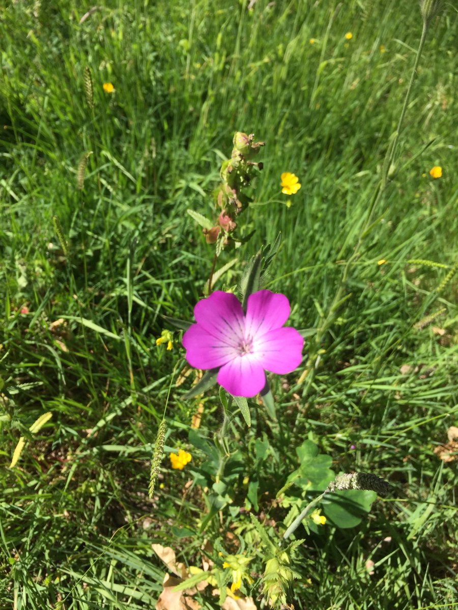 MStantonUK's tweet photo. Day 9 of #30DaysWild - newly unfurled vibrancy in the mini meadow https://t.co/31g83EafIp