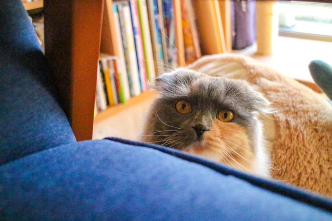 3 pic. 今日は久々にカメラ引っ張り出して猫の撮影会してました。アプリのLightroomまでダウンロードして、色補正とかして楽しかったまる。

#うちのおこめ https://t.co/mIQd