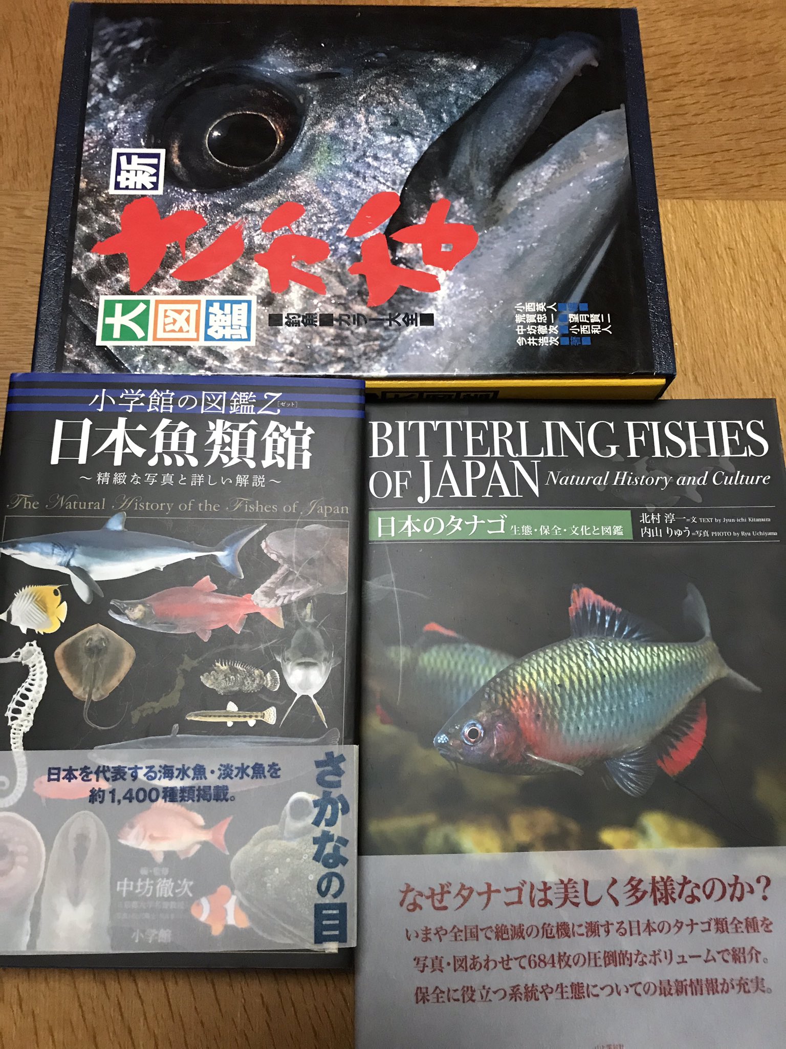 日本のタナゴ Twitter Search Twitter