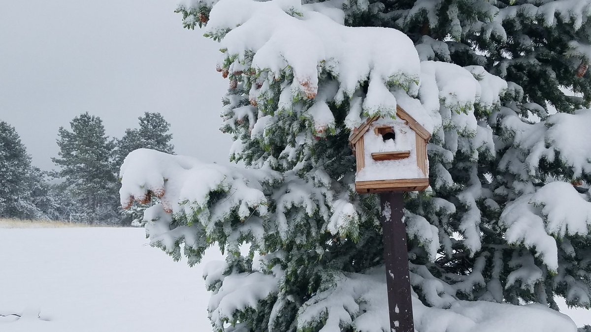 inkywoman's tweet image. #snowinjune #cowx