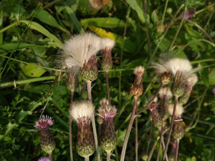 Here's a little tease of what's to come this Thursday on our Facebook LIVE at 2pm. We're pulling back the curtain on invasive species like the Canada Thistle. The seed heads are full of many fluffy hairs and their prickles are a major deterrent to wildlife! #invasivespecies