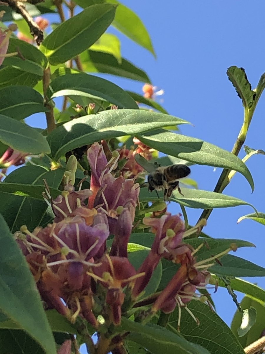 Toch wel trots op mijn kleine tuin waar het wemelt en zoemt van de bijen! #biodiversitiet