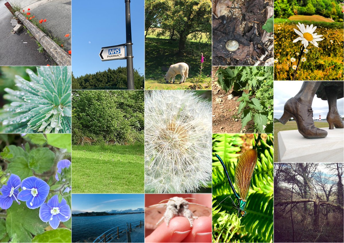 jemimalaing's tweet photo. Really difficult to choose a winner from entries in our competition to take a photo of Plymouth's Hidden Beauty for a new background for my virtual council meetings. The winner is Isaac's lovely photo taken from @RoyalWilliamYd  
We also chose two runners up: Bracken + Harvey https://t.co/bP0dWa3D8J