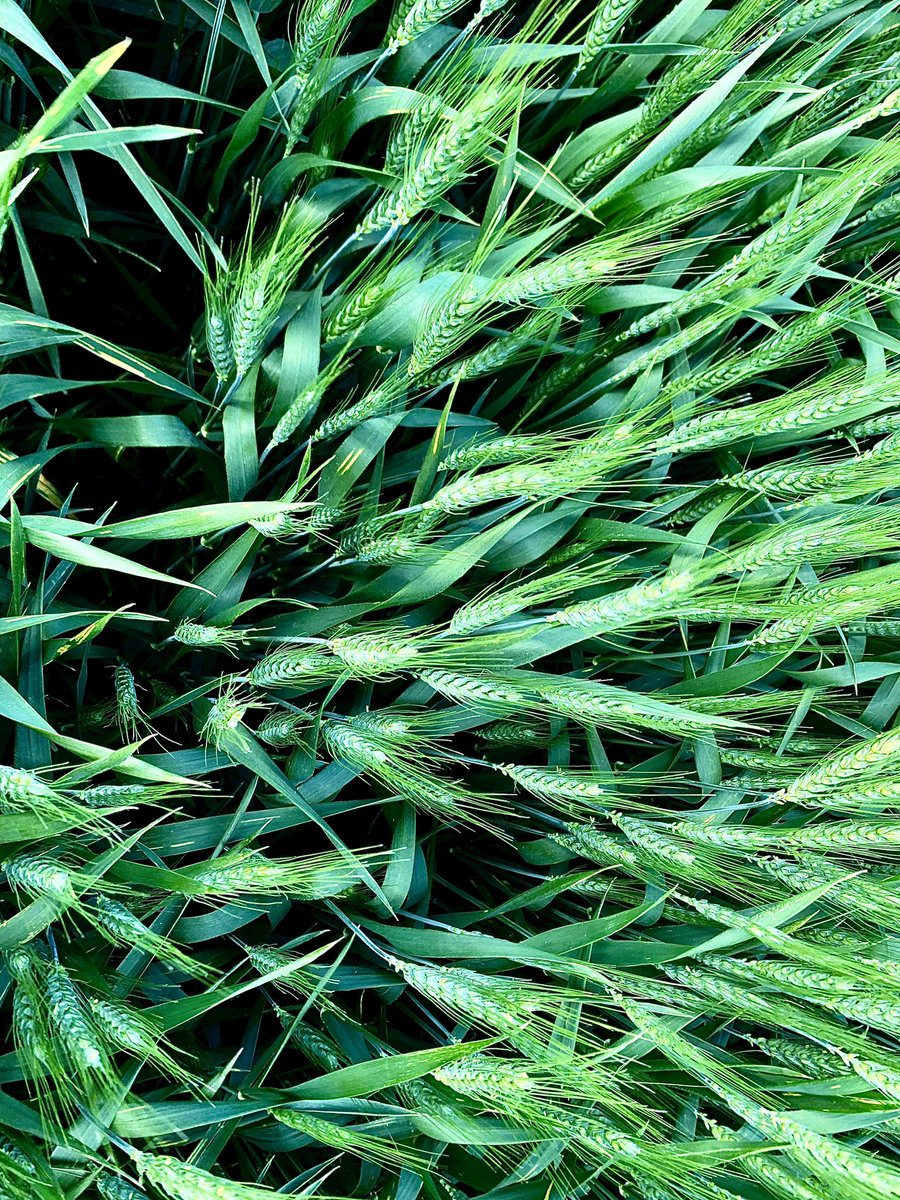 TMC_Cat's tweet photo. Turning the “planes” lose on the #LCSJet @LimagrainWheat block of plant nutritional trials on the farm. With the disease triangle present and active for rust (pathogen, environment) host resistance is feeing the force, even strong lines are showing signs now. #FlagToFinish https://t.co/HK9qfBTBKW