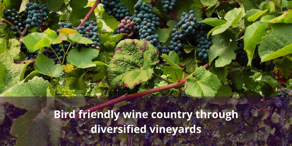 Vinecology focuses on making wine production more compatible with species conservation, so far it is showing positive results in bird conservation. #ornithology

Read more on this practice: conbio.onlinelibrary.wiley.com/doi/10.1111/co…