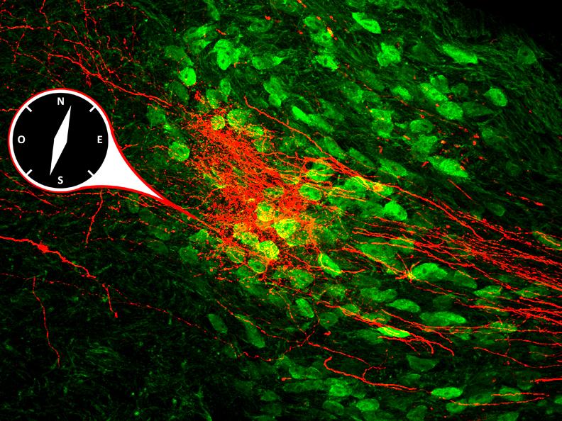 SleepLüthiLab (@labluthi) on Twitter photo Excited to share our latest research in <a href="/CellReports/">Cell Reports</a> on the role of the Thalamic Reticular Nucleus in navigation 🧭 & in fine tuning of thalamic head direction cells: an extensive in vitro & in vivo exploration using simultaneous opto- & chemo-genetics.
🔎bit.ly/3cJBdtz Excited to share our latest research in <a href="/CellReports/">Cell Reports</a> on the role of the Thalamic Reticular Nucleus in navigation 🧭 & in fine tuning of thalamic head direction cells: an extensive in vitro & in vivo exploration using simultaneous opto- & chemo-genetics.
🔎bit.ly/3cJBdtz