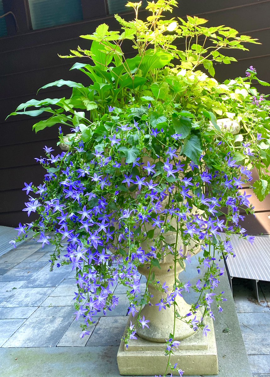 Campanula poscharskyana is one of my favorite perennial spillers. Who doesn’t love blue-ish starry flowers, plus it can handle dry shade and is evergreen. Unlike other campanula, doesn’t totally melt in mid-Atlantic US heat and humidity.