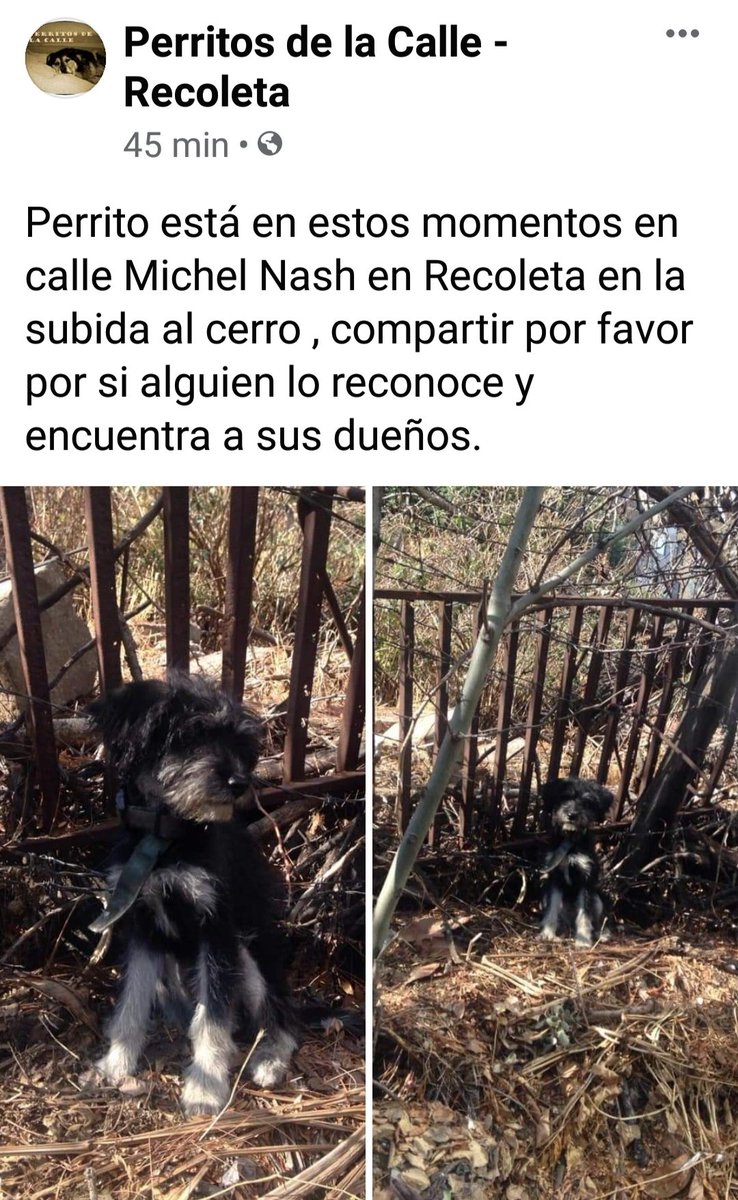 CallejeritosDeLaVega tweet media