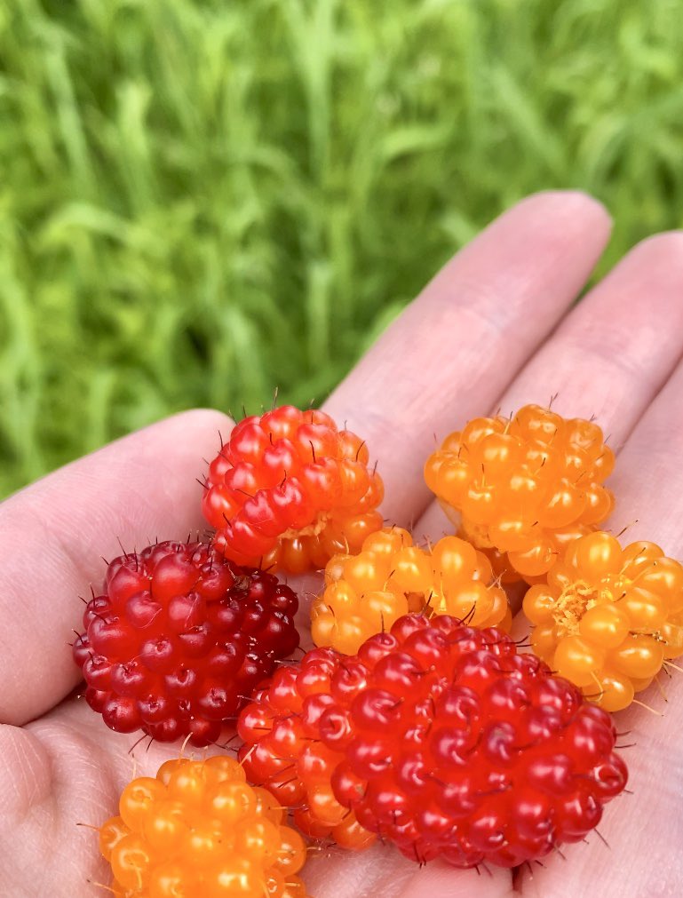 It’s salmonberry season in the PNW! These edible berries come from the native salmonberry plant and are delicious! #berries #salmonberry #PNW #plants