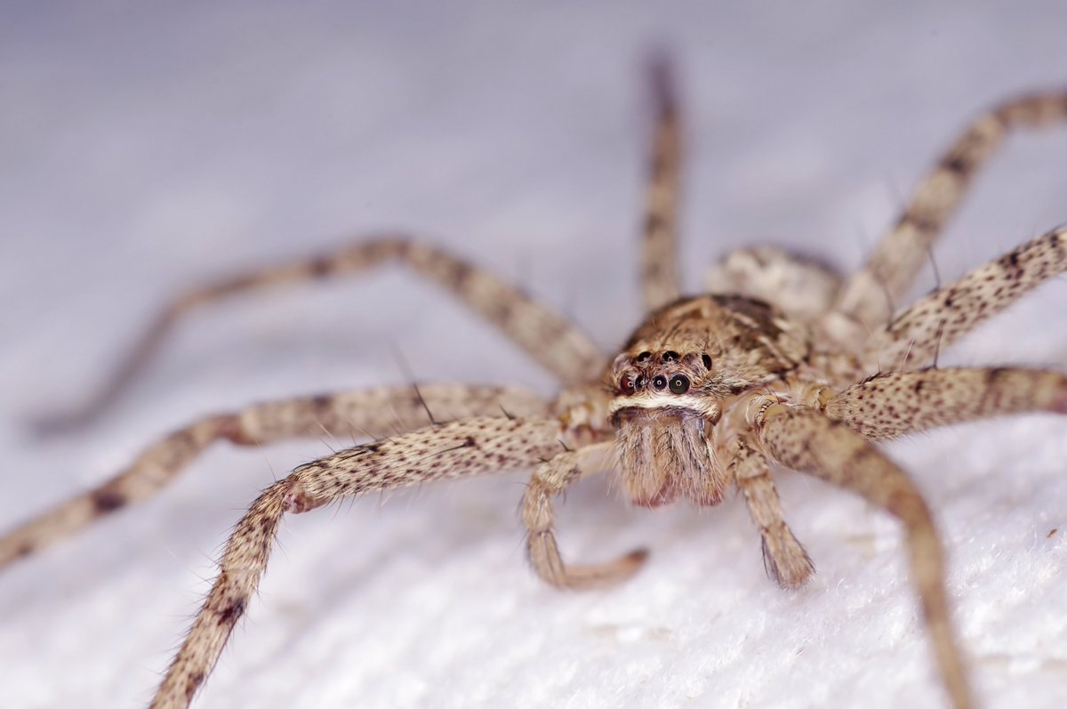 WatchdogPest's tweet photo. Giant Crab Spiders. Hmm, seafood lovers may feel mixed emotions about this one. “Giant crab” sounds delicious, but “spider”? Pass! https://t.co/h6Ppm0Ej3q

#pest #pests #pestcontrol #spider #spiders #spidercontrol #arachnid #arachnids #crab #crabs #crabspiders #spiderbite https://t.co/CEKrDuqgqA