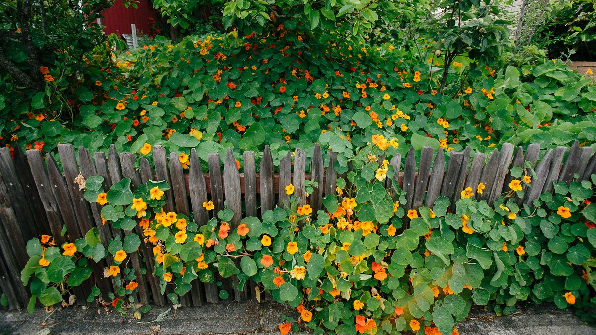 passthepistil's tweet photo. Spotted in my neighborhood. Why not swap out your lawn for nasturtiums? 🤔☺️

They're edible from leaf to flower to seed and are a favorite of bees and hummingbirds too. #gyo #biodiversity https://t.co/0WfYVpiPou