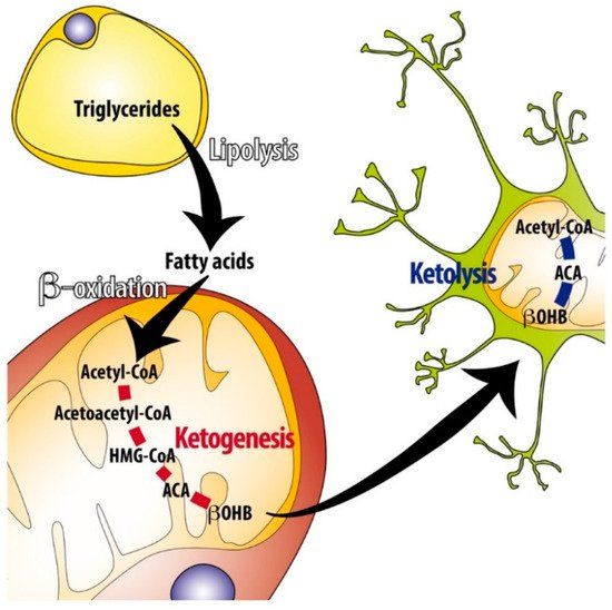 A nice overview of the biochemistry and physiology of the ketogenic diet. buff.ly/30p1Xgb