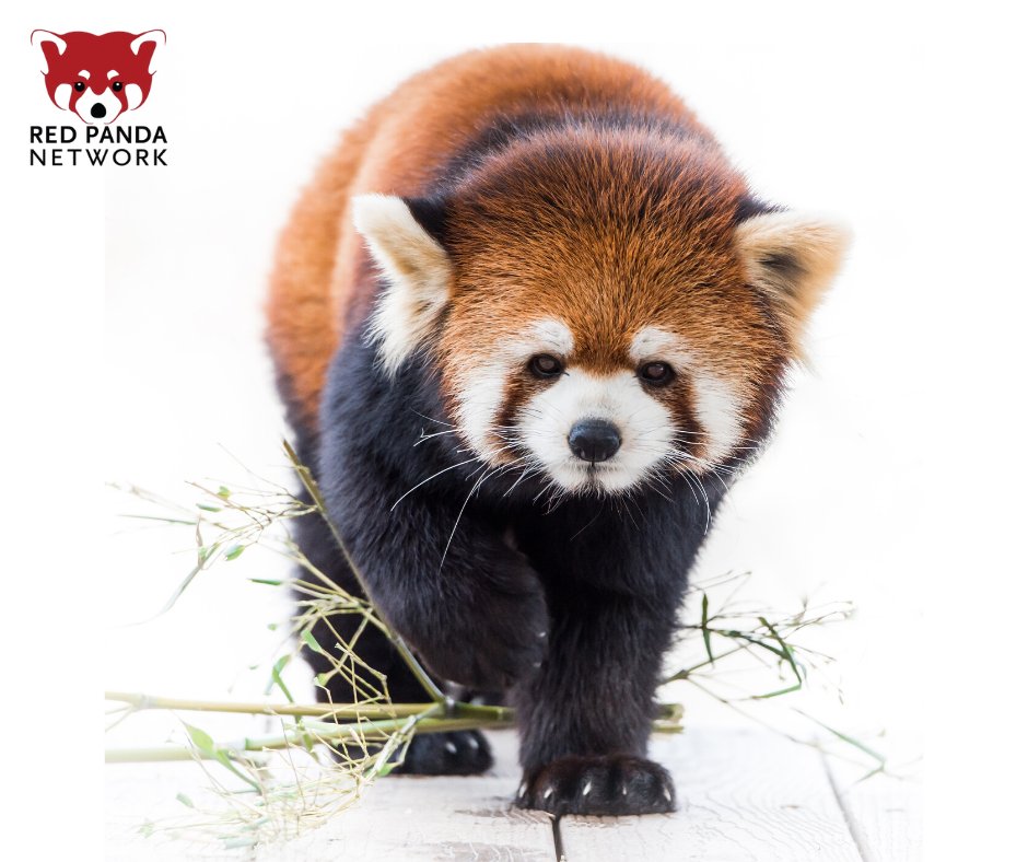 RedPandaNetwork's tweet photo. Buy 1 tea -- get 1 free! Supplies of our delicious, organic Himalayan Gold Tea are limited and offered while supplies last. 

Proceeds support our conservation activities and the communities 
dedicated to protecting red pandas.

https://t.co/a3piLtvt5z https://t.co/rNRyuYaMz8
