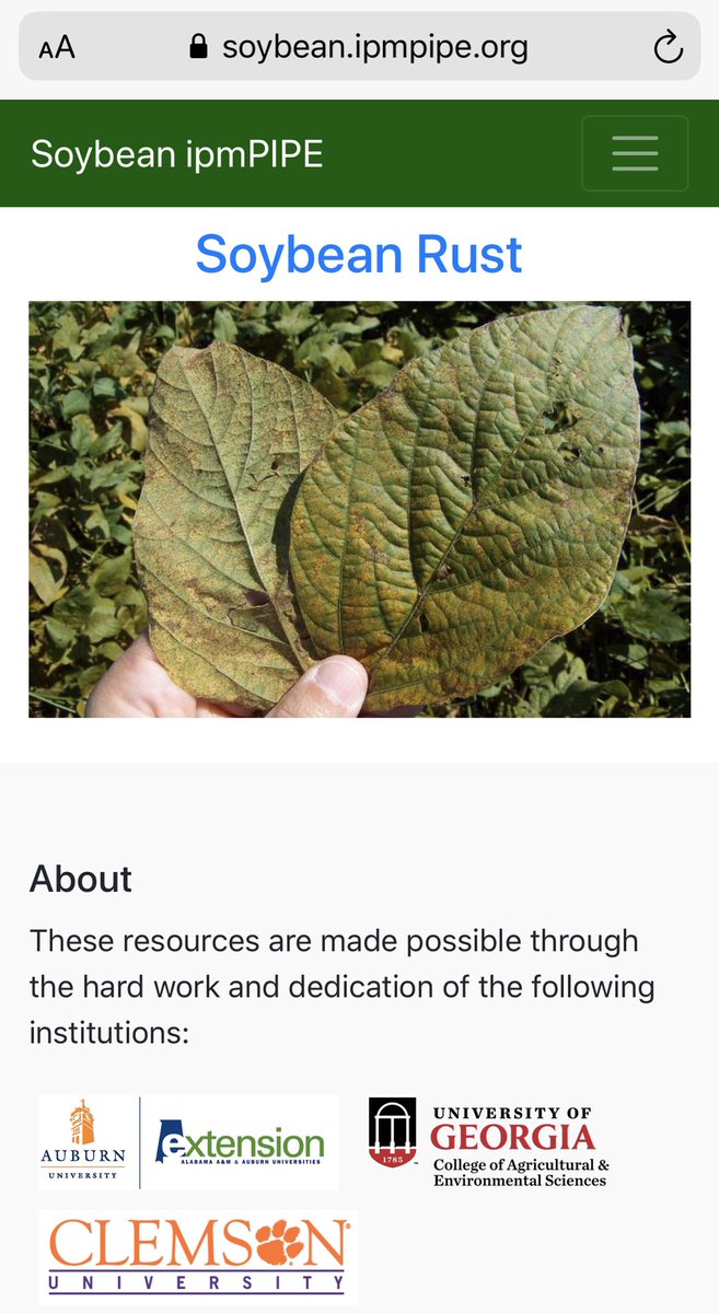 A rust year in Georgia.  Soybean rust has been found in numerous GA counties (see soybean.ipmpipe.org for maps) on KUDZU, but today is first detection on SOYBEAN. Mitchell Co, Stripling Irrigation Research Park. Earliest jump in years.  GA Soybean producers take note. UGA Ext