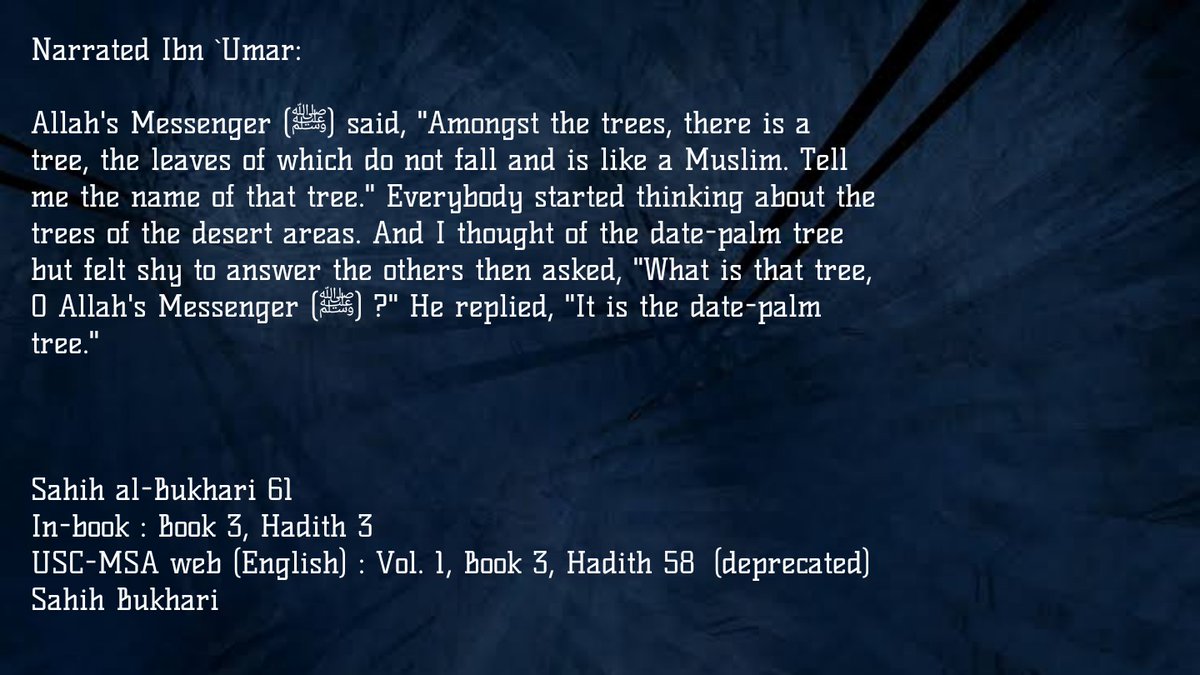 Islamophilia tweet media