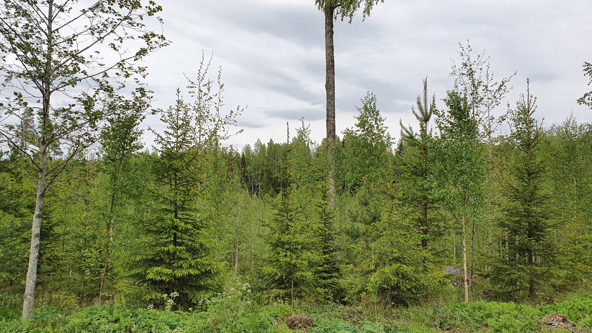 TommiHakala3's tweet photo. #metsä #kannot #uudistaminen En ole kannonoston kannattaja, mutta tällä 2009 uudistetulla kohteella on monipuolinen sekametsä. On haapaa, kuusta ja koivua -mo on jättänyt aukkopaikkoihin leppääkin järeytymään. Jos harvennukset tehdään havua suosien, lopputuloksena hyvää tukkia. https://t.co/4GGN9y7Asv