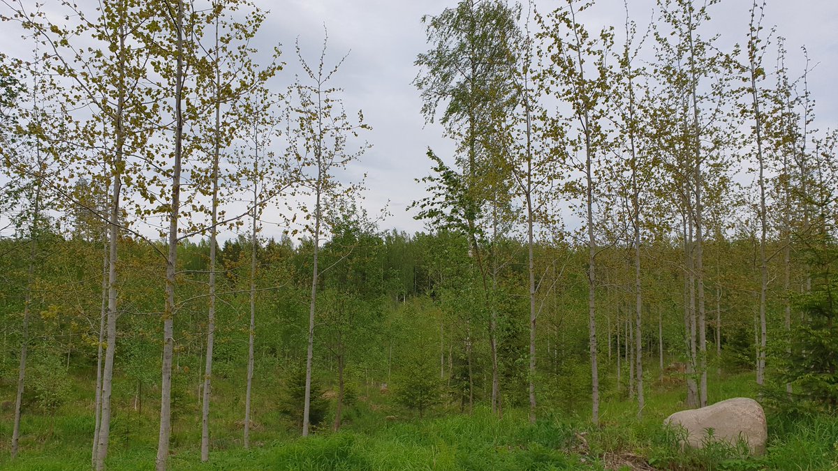 TommiHakala3's tweet photo. #metsä #kannot #uudistaminen En ole kannonoston kannattaja, mutta tällä 2009 uudistetulla kohteella on monipuolinen sekametsä. On haapaa, kuusta ja koivua -mo on jättänyt aukkopaikkoihin leppääkin järeytymään. Jos harvennukset tehdään havua suosien, lopputuloksena hyvää tukkia. https://t.co/4GGN9y7Asv