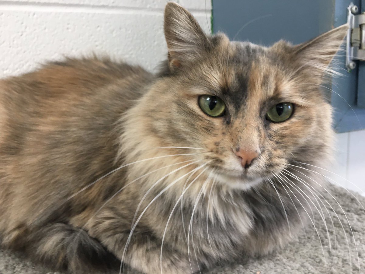 hfournier's tweet photo. Jewel is a beautiful Torti. She is kind, and calm and would make a welcome addition to any home. She’s good with other cats, as well as kids.

If you’re thinking of adopting or fostering contact us today at sheltermanager@wildrosehumane.ca.

#pet #pets #petadoption #foster #cat https://t.co/NFRYuv9LPR