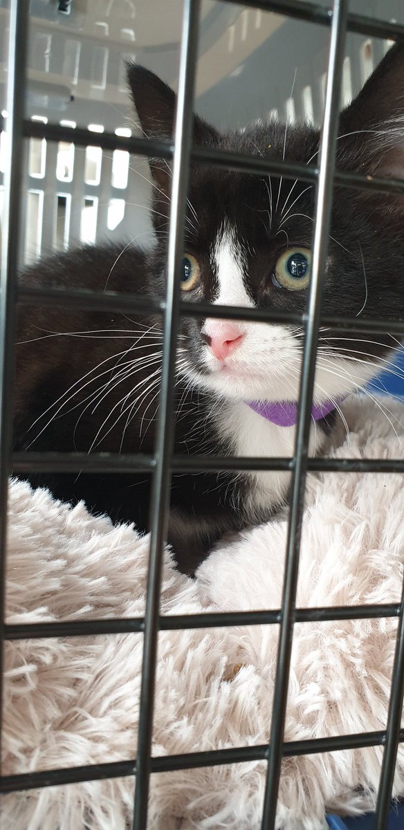 Olivercatboy's tweet photo. She is not heer yet but mine hoom send this pic of new Bab https://t.co/EhjrSxjr03