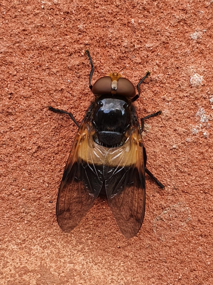 I think this is a Volucella pellicens (Great Pied Hoverfly) by my kitchen door?