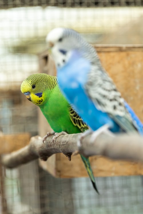 Budgies are the most popular birds in Irish households. They are easy to keep, tame and very sociable. Due to their ease of care and their charm, budgies are suitable for all ages. 🐦💚🦜

#PetsInTheCity #DublinPets #Budgies #StaySafe #StayHome #InThisTogether