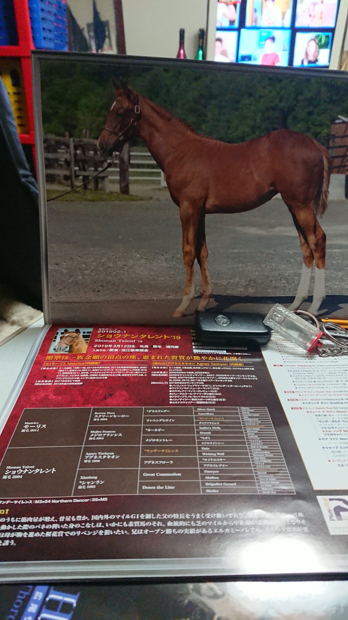 ショウナンタレント19 Twitter Search Twitter