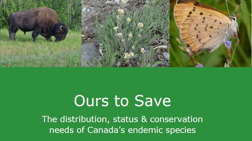 Uniquely Canadian: <a href="/NCC_CNC/">NatureConservancy.ca | Conservationdelanature.ca</a> &amp; Nature Serve Canada report identifies 300+ species/sub-species found only in Canada (ex. eastern wolf, wood bison, Pacific Steller's jay, Banff longnose dace, Atlantic whitefish) cbc.ca/news/technolog…