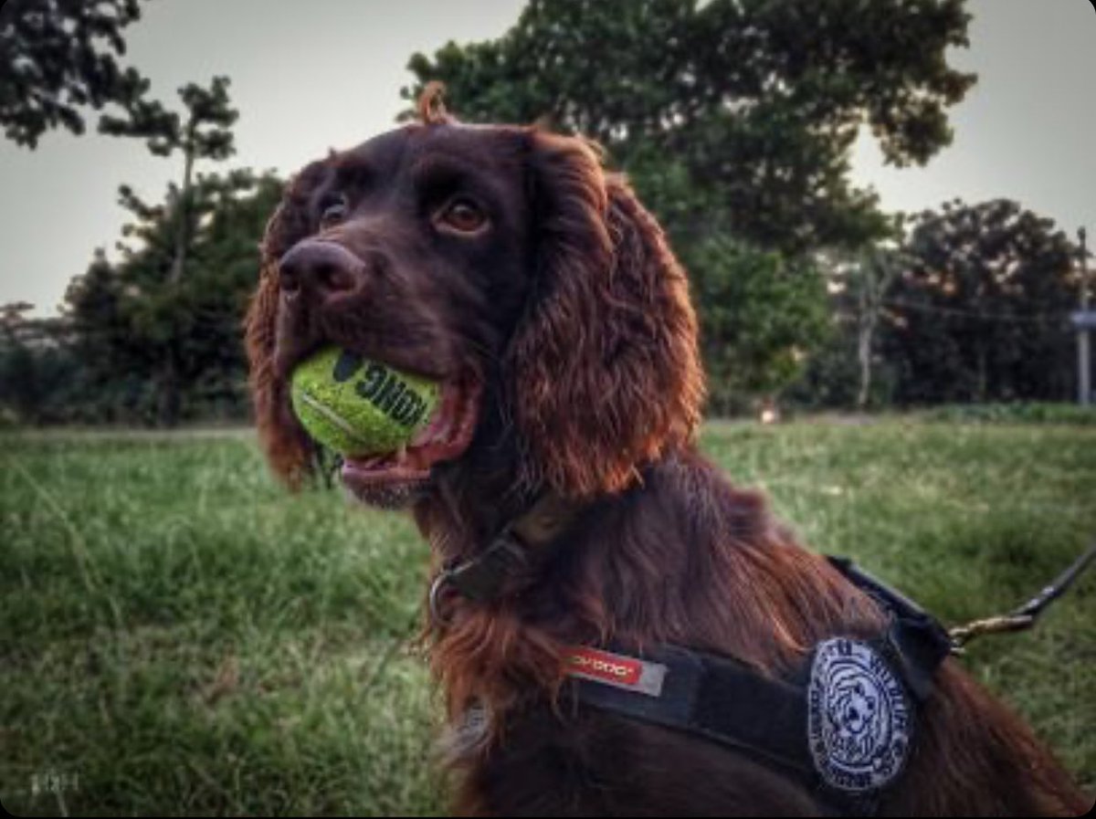 BWYK9's tweet photo. Received this photo of Sprockle today from his handler Hamzah in Indonesia.
Sprockle is a wildlife detection dog working for @WCS_ID & @jaan_indonesia in Sumatra.
Great to get updates from the handlers on this project.
#IWT #CITES #WildLifeK9 https://t.co/PN4rfqxeY9