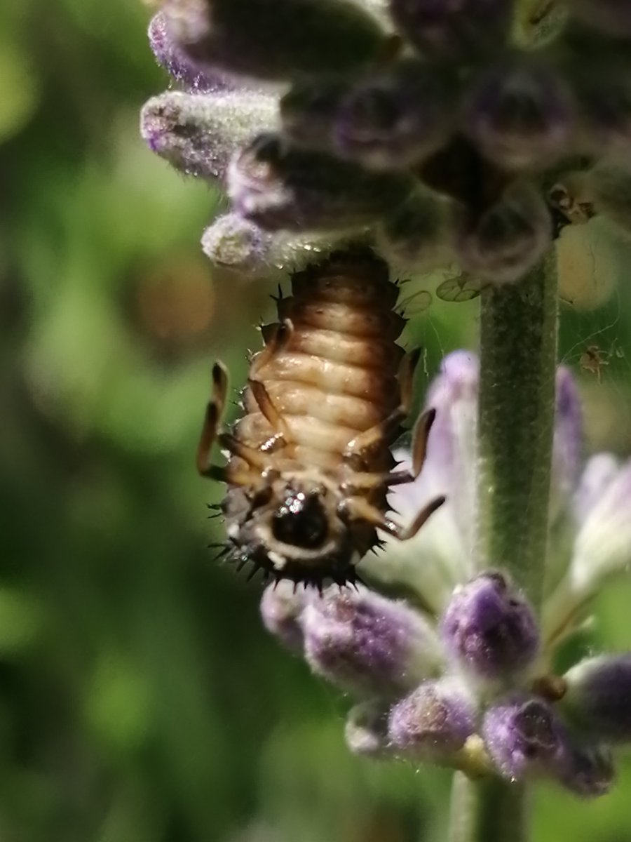 WildTouchSpaces's tweet photo. Completely fascinating. We've now got eight #LadybirdLarvae on the #lavender, all at various stages of #metamorphosis. The children are spellbound, we feel so lucky!
#wildlife #InsectLifeCycle https://t.co/php4EfuXwd