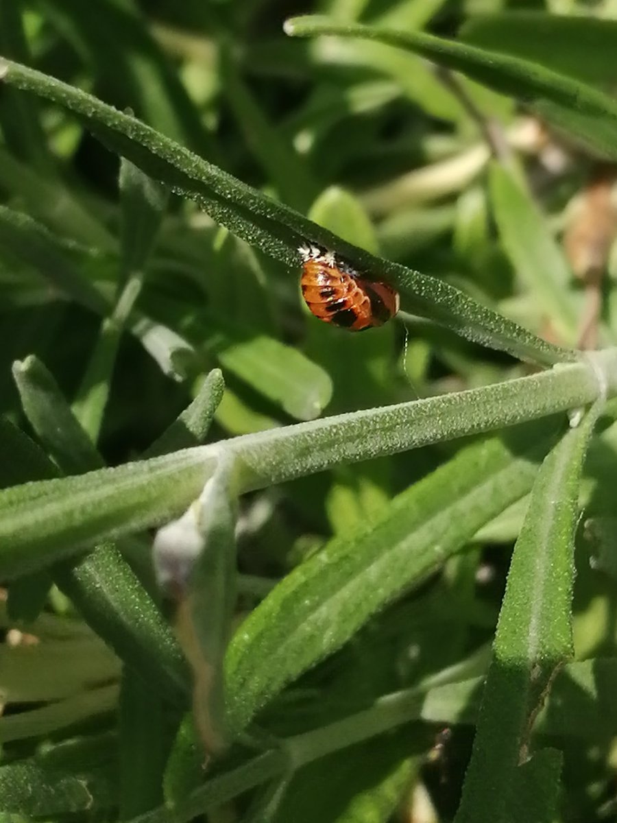 WildTouchSpaces's tweet photo. Completely fascinating. We've now got eight #LadybirdLarvae on the #lavender, all at various stages of #metamorphosis. The children are spellbound, we feel so lucky!
#wildlife #InsectLifeCycle https://t.co/php4EfuXwd
