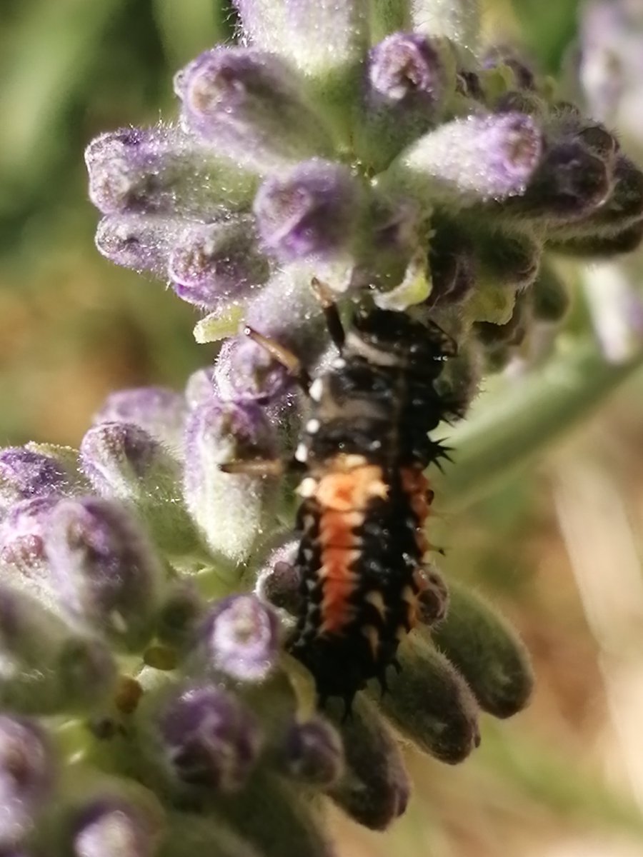 WildTouchSpaces's tweet photo. Completely fascinating. We've now got eight #LadybirdLarvae on the #lavender, all at various stages of #metamorphosis. The children are spellbound, we feel so lucky!
#wildlife #InsectLifeCycle https://t.co/php4EfuXwd