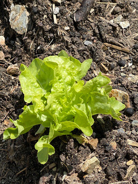 CrousDeCorse's tweet photo. Aujourd'hui petite visite sur le campus Grimaldi, dans notre jardin participatif
Créé pour et par nos étudiants et nos personnels au début du confinement.
salades, pommes de terre, tomates, basilic,fraises...
Rendez-vous dans quelques jours pour la récolte!
#cestboncestbio https://t.co/QfB0oB7Opi