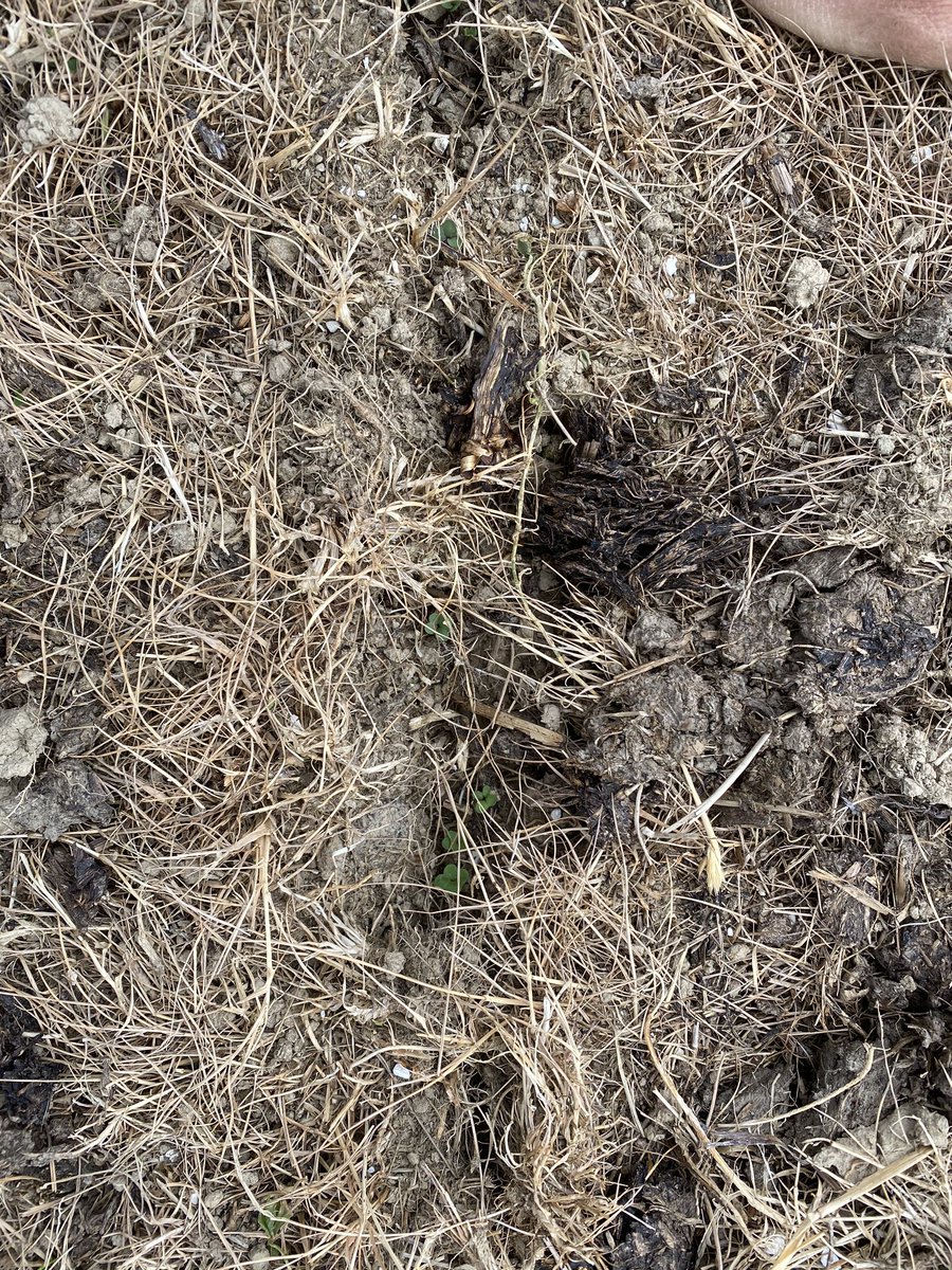 FaughhillFarm's tweet photo. In the ground 7 days and a good emergence https://t.co/DKjKUSkRr5